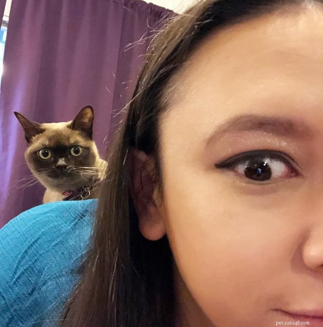 17 Cats That Watch Your Every Move