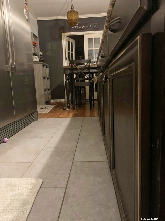 17 Cats That Watch Your Every Move