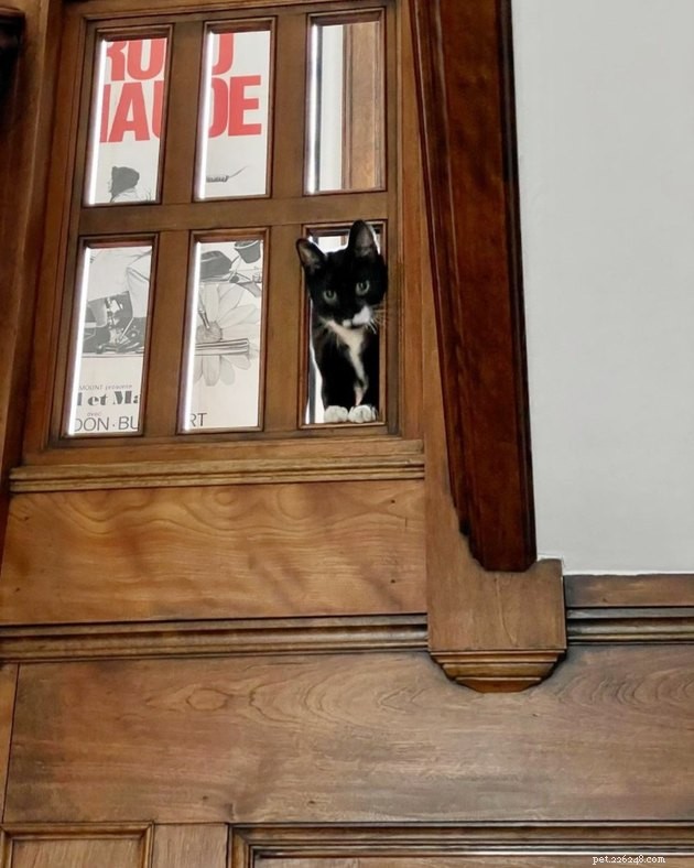 17 Cats That Watch Your Every Move