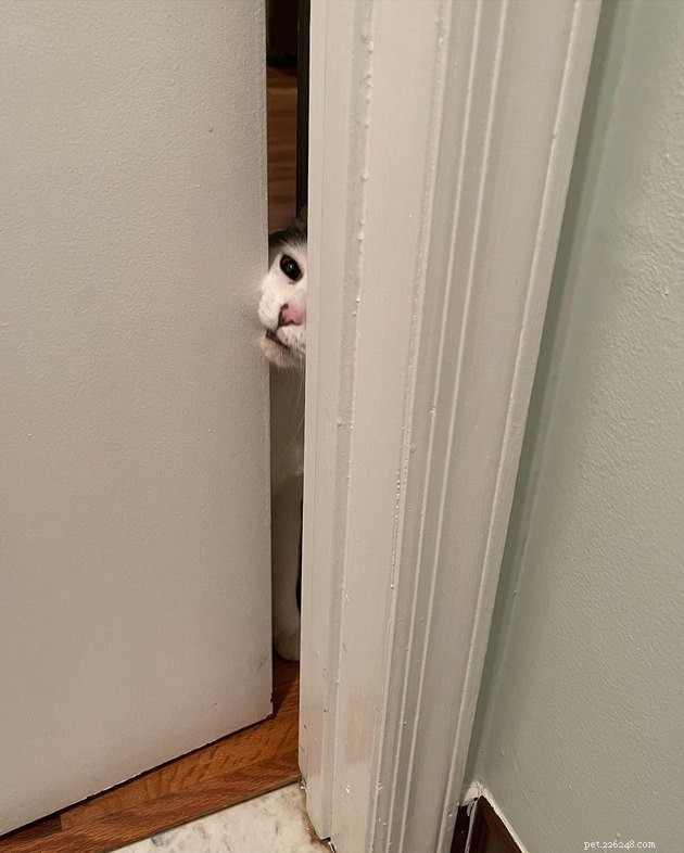 17 Cats That Watch Your Every Move