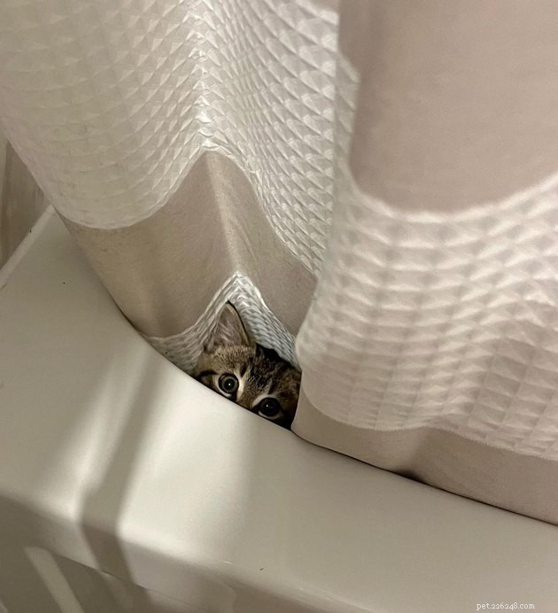 17 Cats That Watch Your Every Move