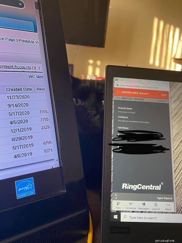 17 Cats That Watch Your Every Move