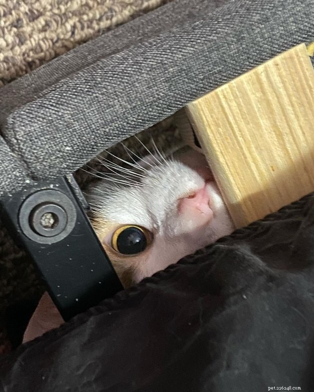 17 Cats That Watch Your Every Move