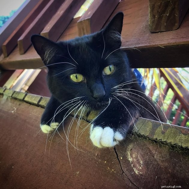 17 Cats That Watch Your Every Move
