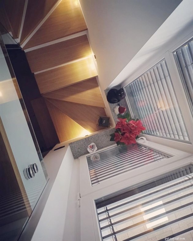 17 Cats That Watch Your Every Move