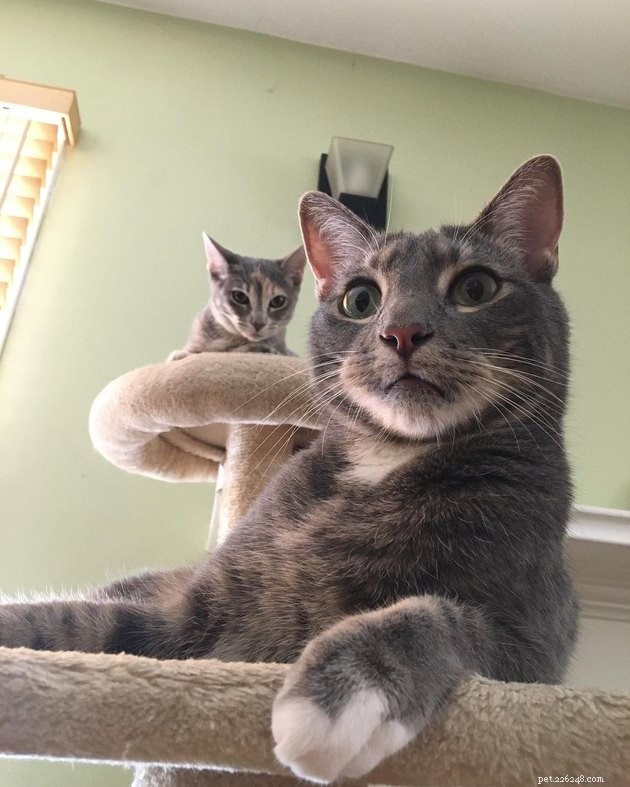 17 Cats That Watch Your Every Move