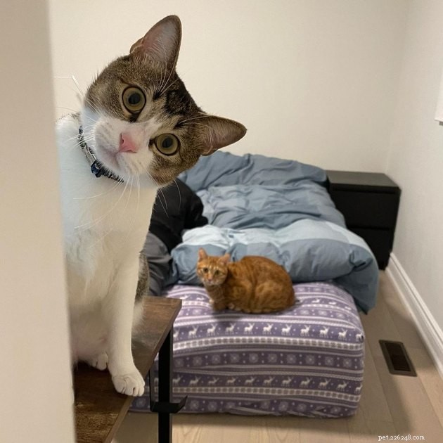 17 Cats That Watch Your Every Move