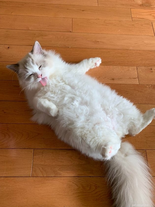 Indulge in 19 Adorable Cat Tummy Moments