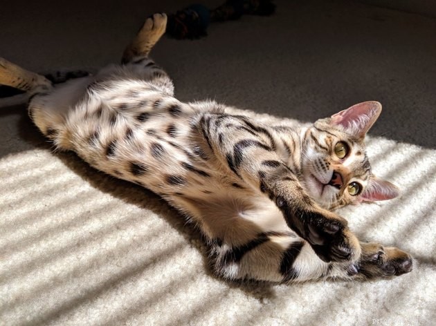 Indulge in 19 Adorable Cat Tummy Moments