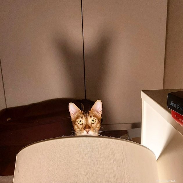 17 Cats That Watch Your Every Move