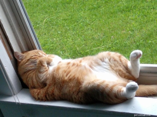 Indulge in 19 Adorable Cat Tummy Moments