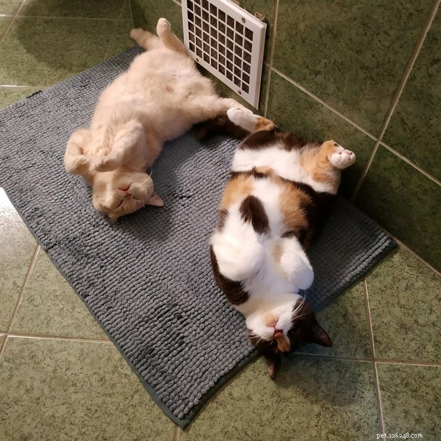 Indulge in 19 Adorable Cat Tummy Moments