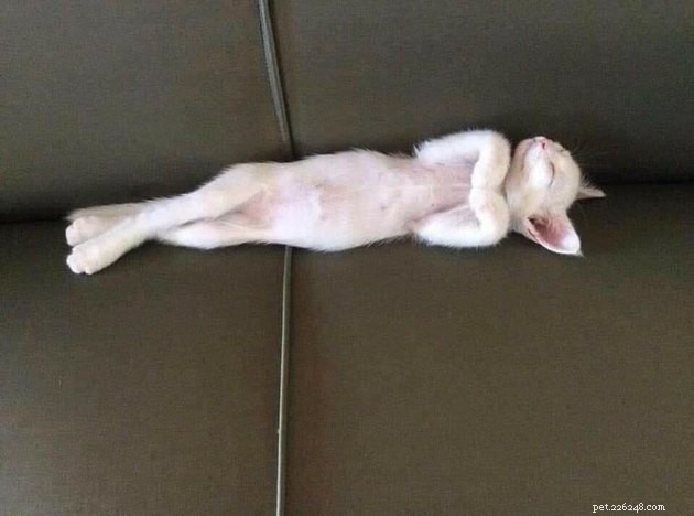Indulge in 19 Adorable Cat Tummy Moments