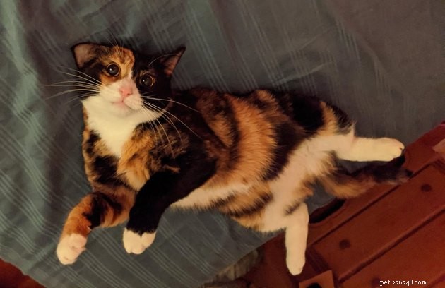 Indulge in 19 Adorable Cat Tummy Moments