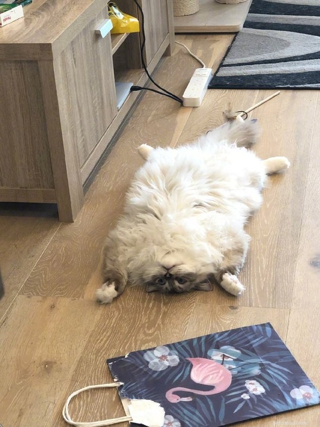 Indulge in 19 Adorable Cat Tummy Moments