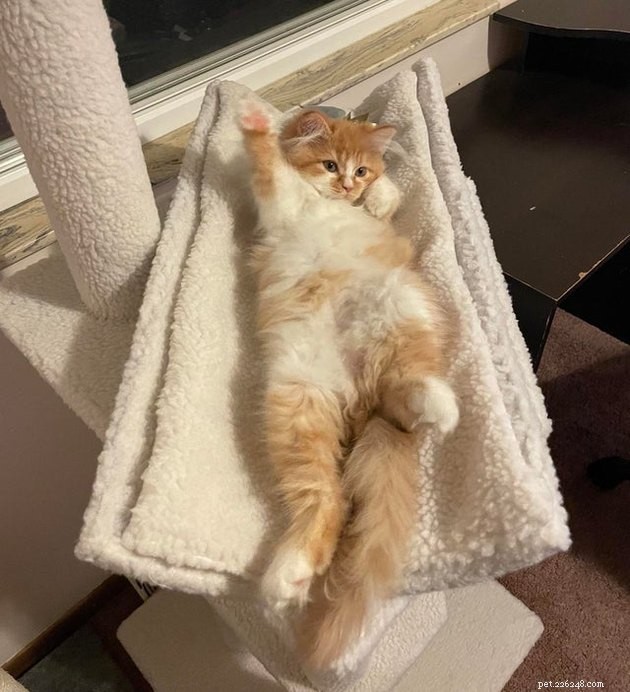 Indulge in 19 Adorable Cat Tummy Moments