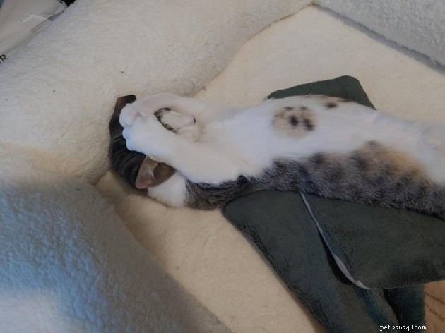 Indulge in 19 Adorable Cat Tummy Moments