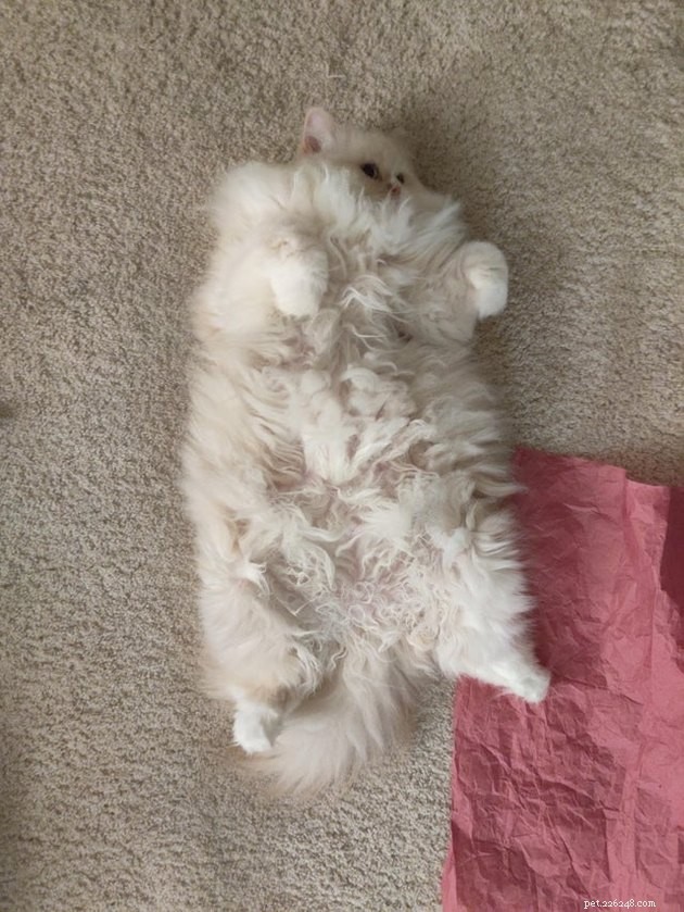 Indulge in 19 Adorable Cat Tummy Moments