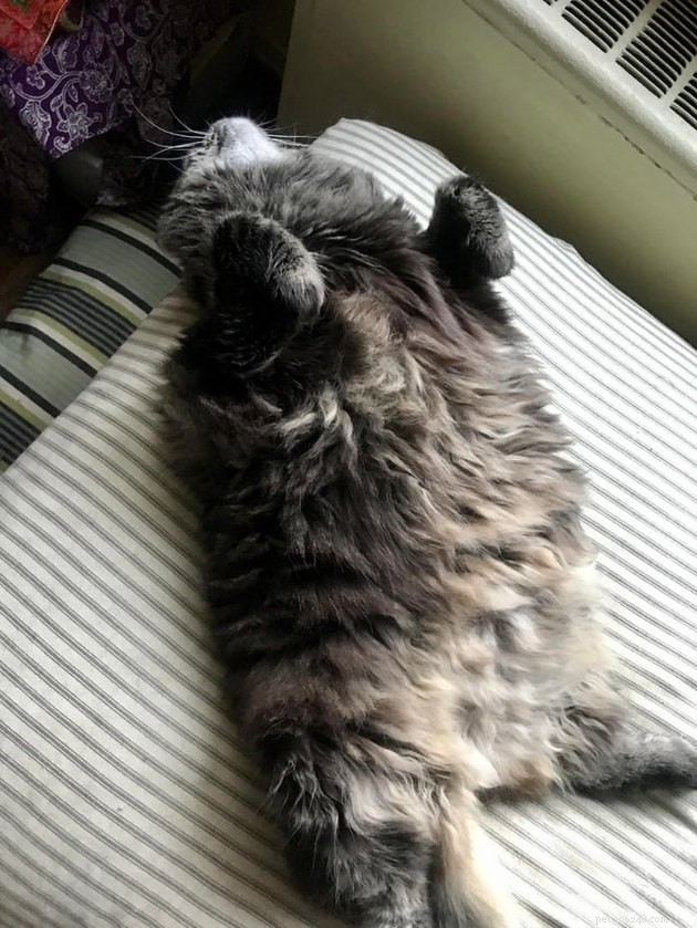 Indulge in 19 Adorable Cat Tummy Moments