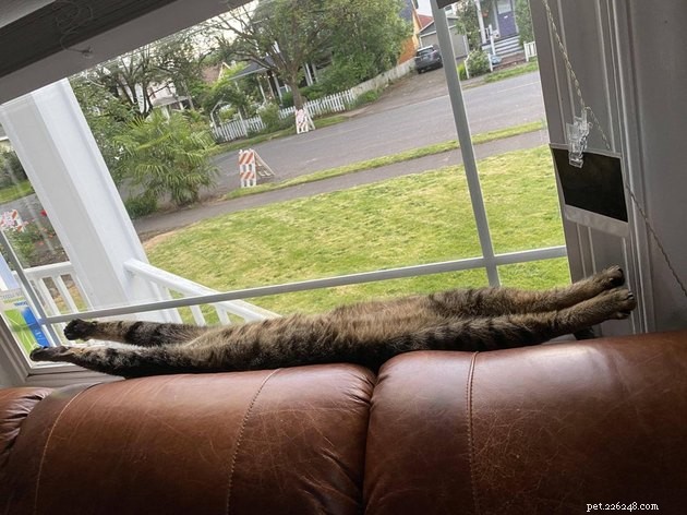 Indulge in 19 Adorable Cat Tummy Moments