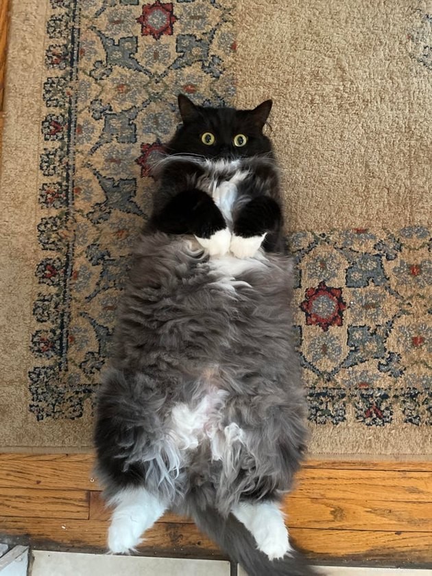 Indulge in 19 Adorable Cat Tummy Moments