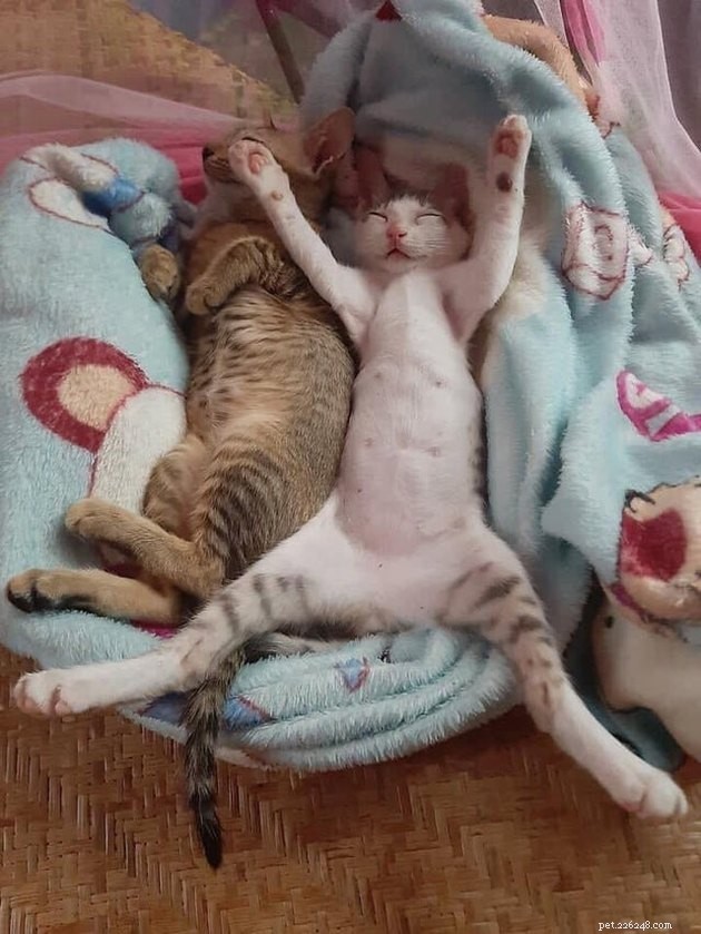 Indulge in 19 Adorable Cat Tummy Moments