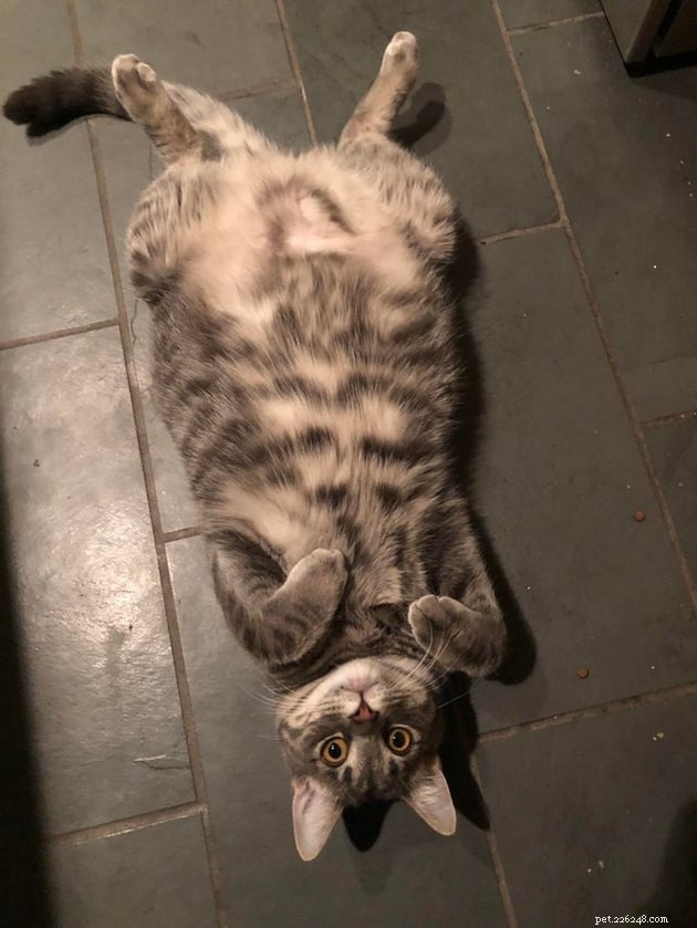 Indulge in 19 Adorable Cat Tummy Moments