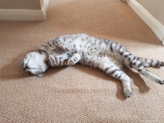 Indulge in 19 Adorable Cat Tummy Moments
