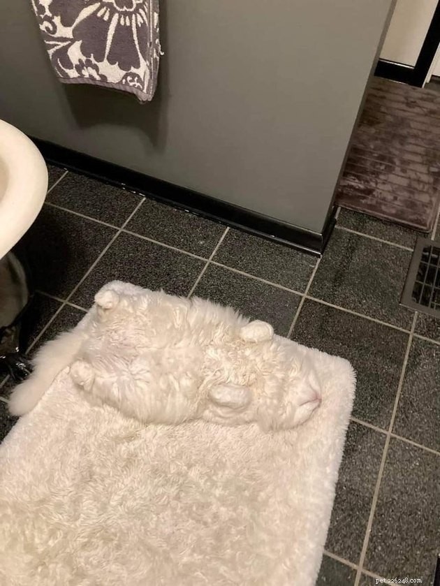 Indulge in 19 Adorable Cat Tummy Moments