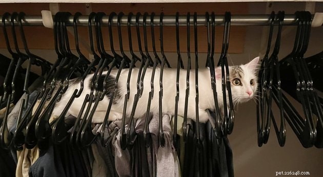 17 Adorable Cat Photos That Showcase Why Cats Rule the Internet