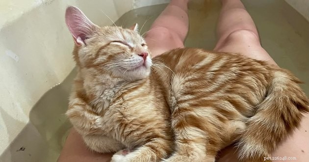 17 Adorable Cat Photos That Showcase Why Cats Rule the Internet