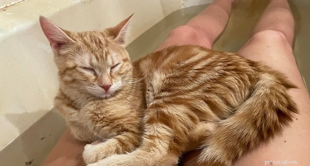 17 Adorable Cat Photos That Showcase Why Cats Rule the Internet