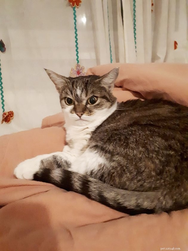 17 Adorable Cat Photos That Showcase Why Cats Rule the Internet