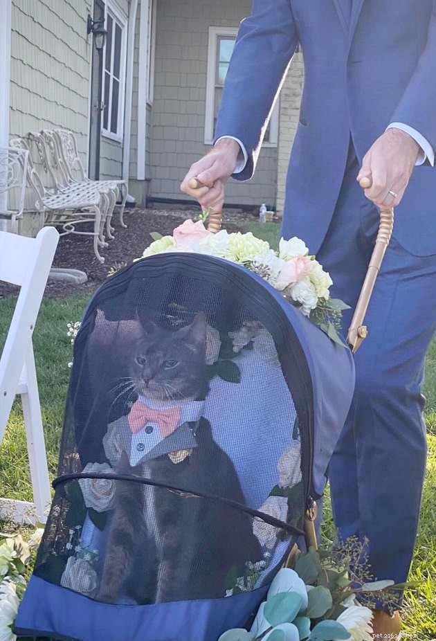 17 Adorable Cat Photos That Showcase Why Cats Rule the Internet