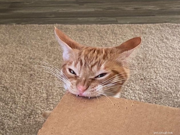 17 Adorable Cat Photos That Showcase Why Cats Rule the Internet