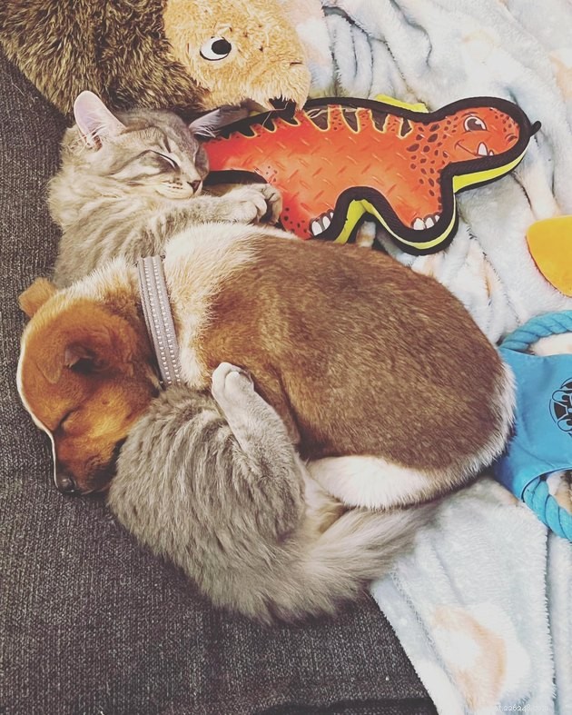 17 Adorable Cat Photos That Showcase Why Cats Rule the Internet