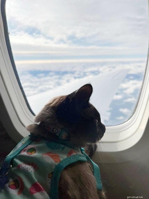 17 Adorable Cat Photos That Showcase Why Cats Rule the Internet