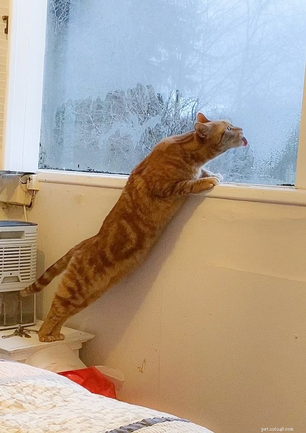 17 Adorable Cat Photos That Showcase Why Cats Rule the Internet