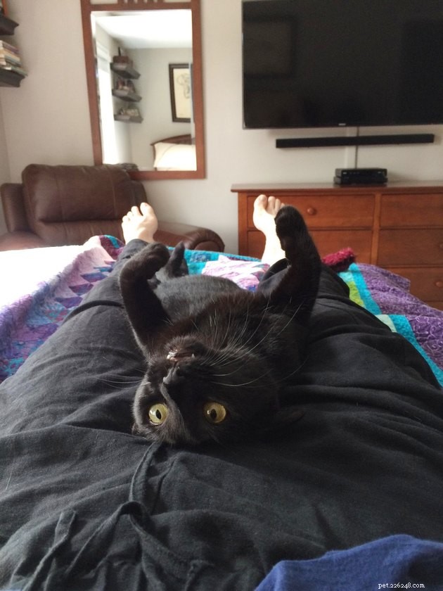 17 Adorable Cat Photos That Showcase Why Cats Rule the Internet