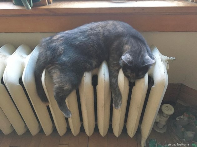 17 Adorable Cat Photos That Showcase Why Cats Rule the Internet