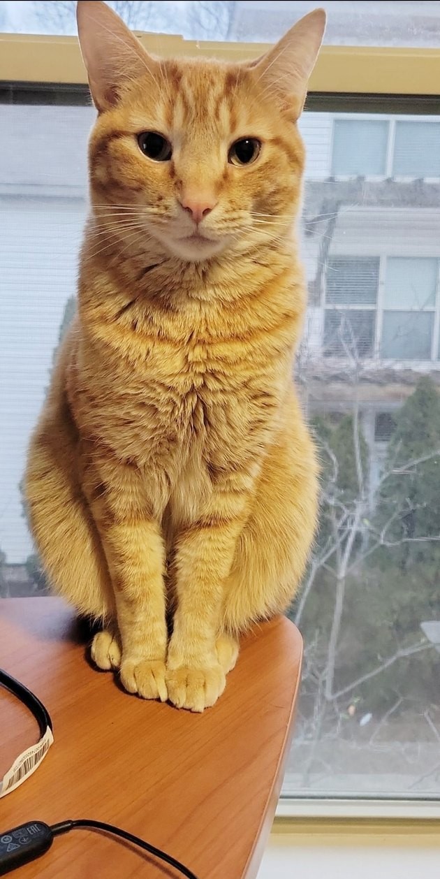 17 Adorable Cat Photos That Showcase Why Cats Rule the Internet