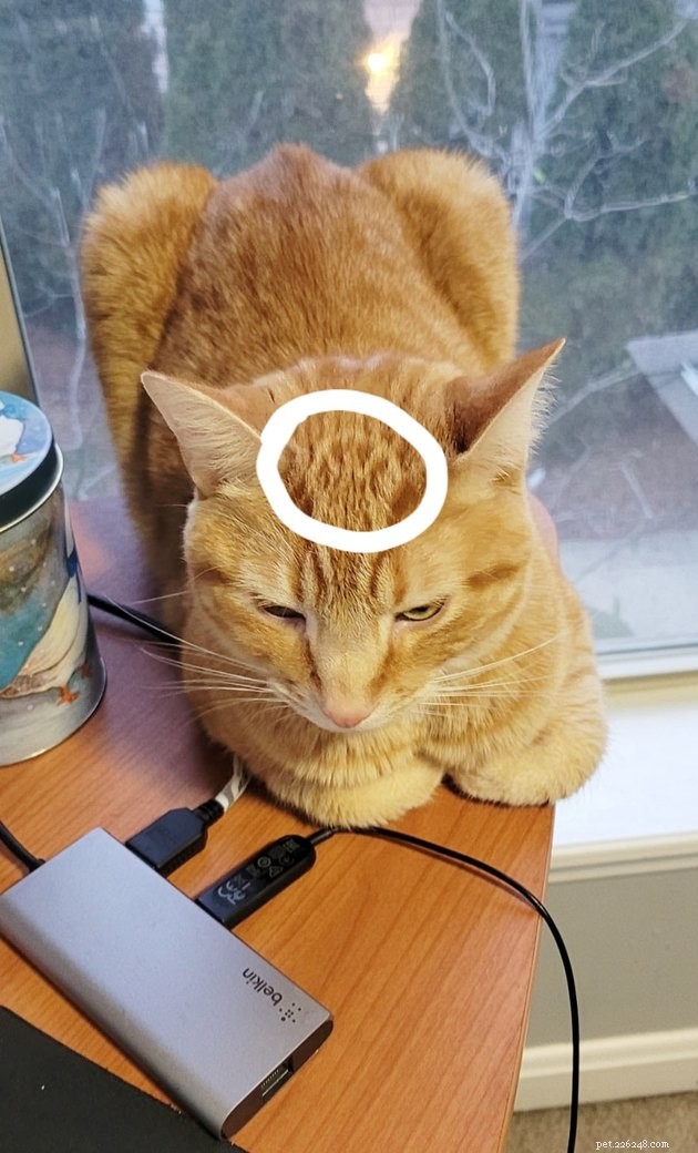 17 Adorable Cat Photos That Showcase Why Cats Rule the Internet