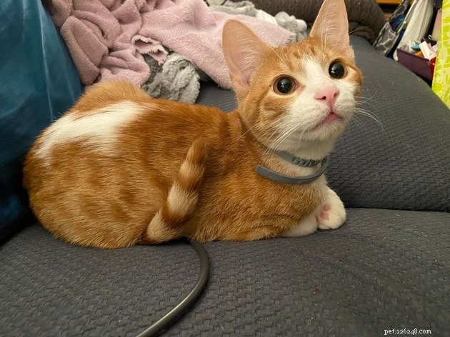 17 Adorable Cat Photos That Showcase Why Cats Rule the Internet