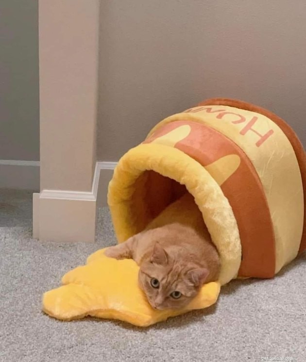 17 Adorable Cat Photos That Showcase Why Cats Rule the Internet