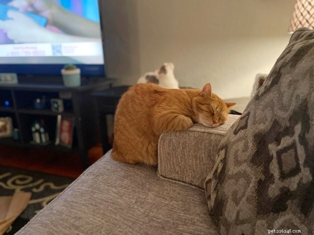 17 Adorable Cat Photos That Showcase Why Cats Rule the Internet