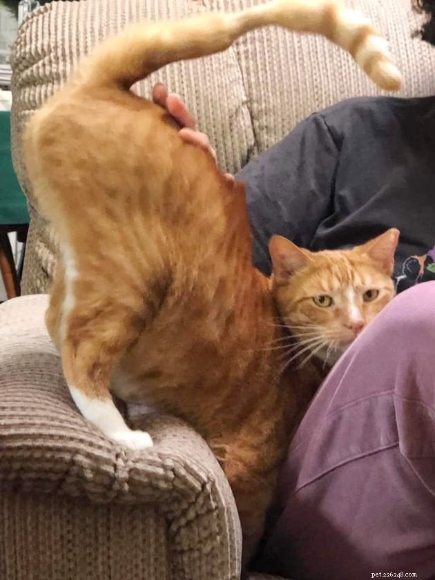 17 Adorable Cat Photos That Showcase Why Cats Rule the Internet