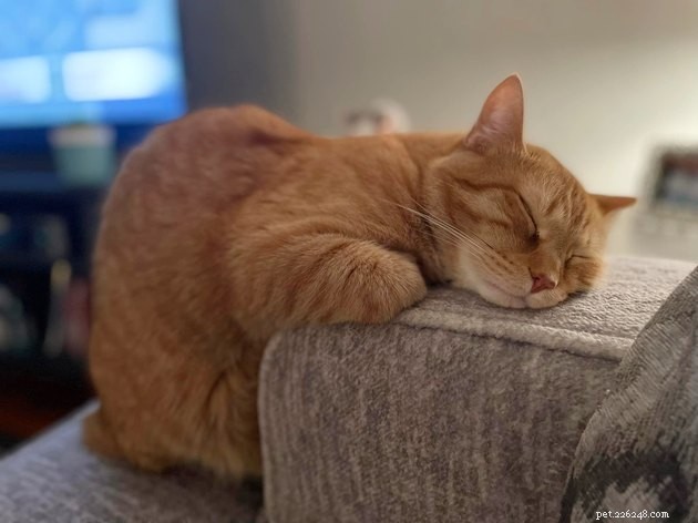17 Adorable Cat Photos That Showcase Why Cats Rule the Internet