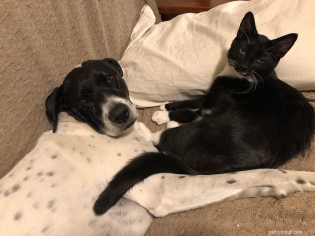 21 Heartwarming Cat‑Dog Pairings That Show Love Beats Conflict
