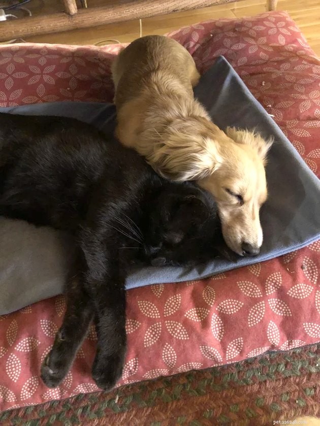 21 Heartwarming Cat‑Dog Pairings That Show Love Beats Conflict