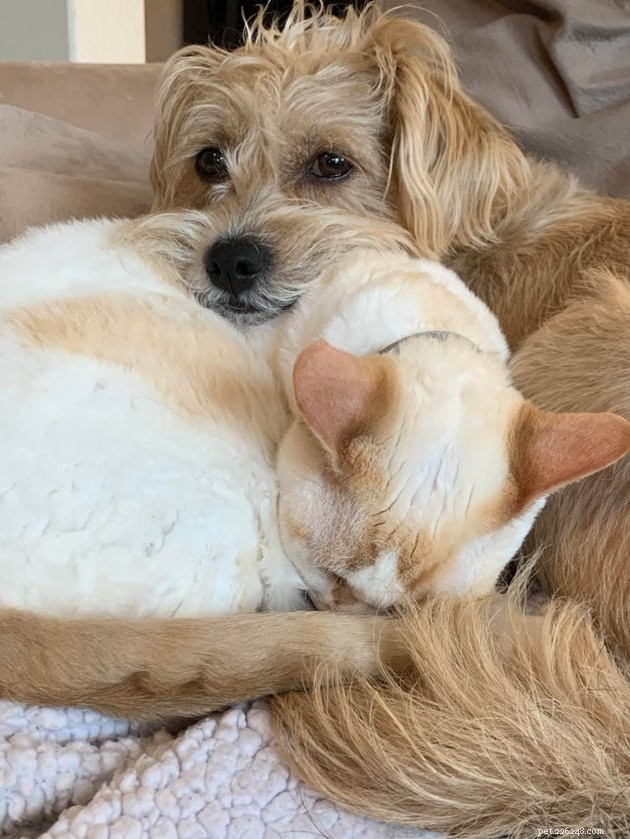 21 Heartwarming Cat‑Dog Pairings That Show Love Beats Conflict